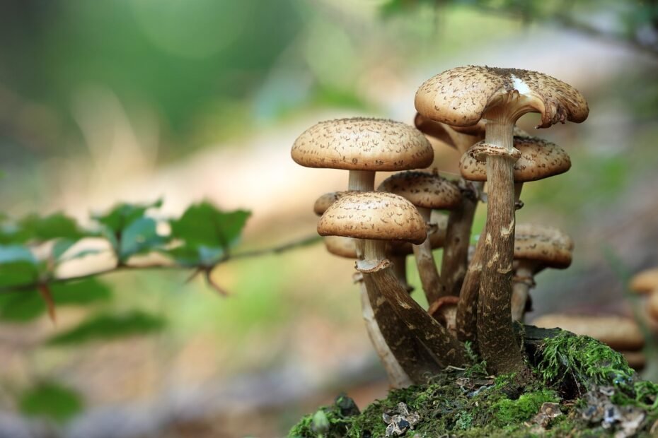 mushrooms, wild mushrooms, spore, sponge, fungi, fruiting body, nature, mushroom disks, fungal species, mushroom species, mycology, forest, brown mushrooms, forest ground, forest floor