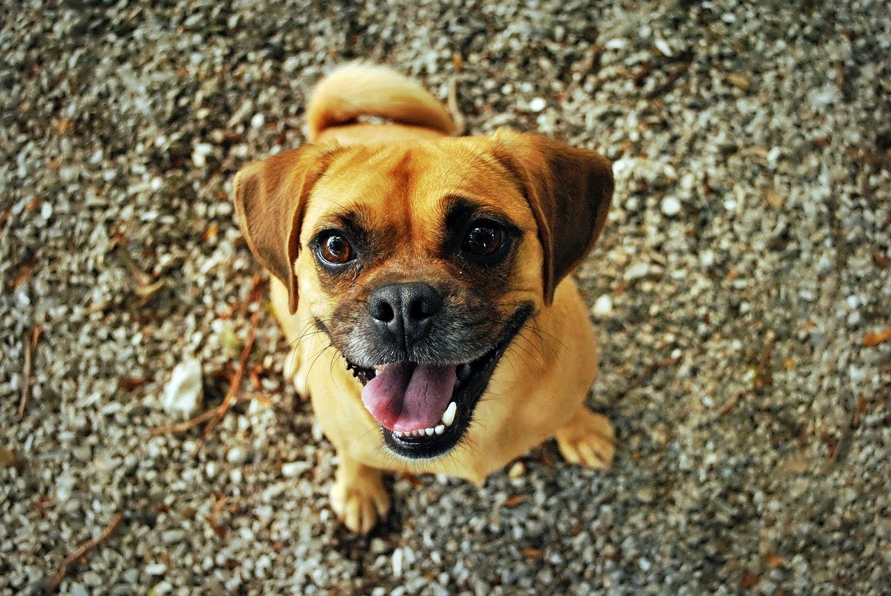 Well-trained dog following commands